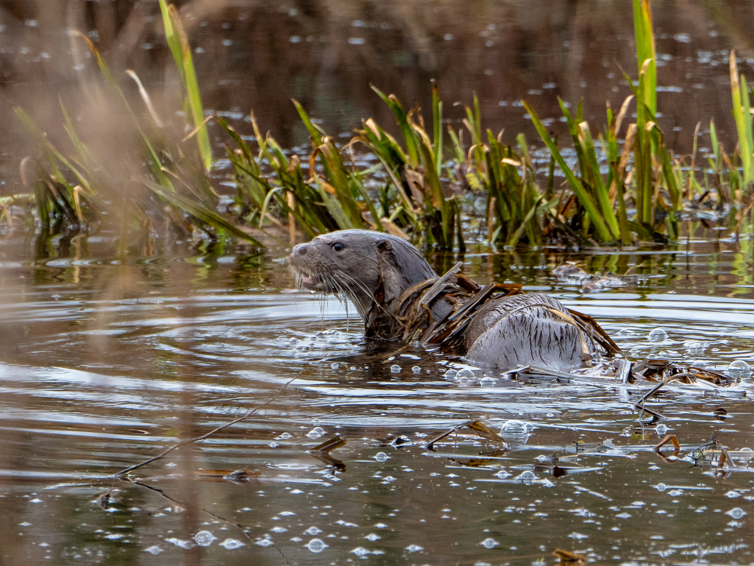 Recent Sightings 1st - 6th February