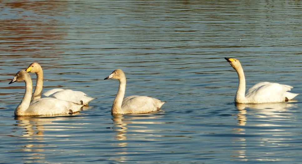 Meet the Whoopers