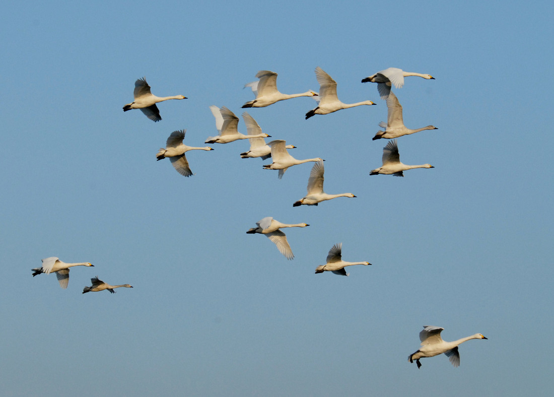 Storm Darcy forces Bewick's swans to make a rare migratory U-turn