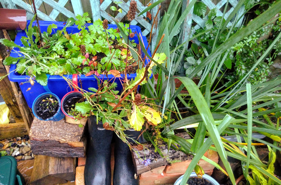 Making a mini wetland