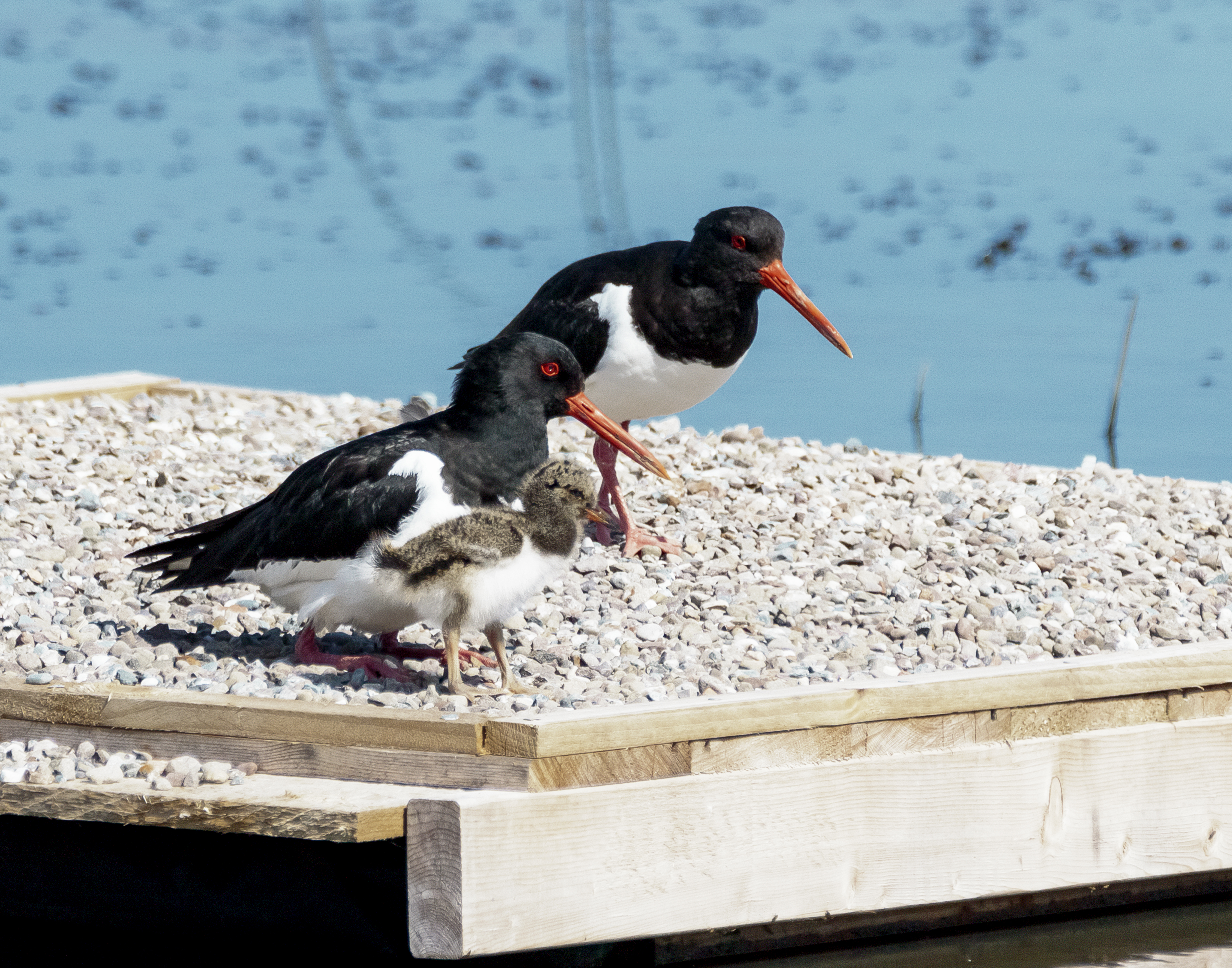 oystercatcher family credit Alex Hillier (26).jpg