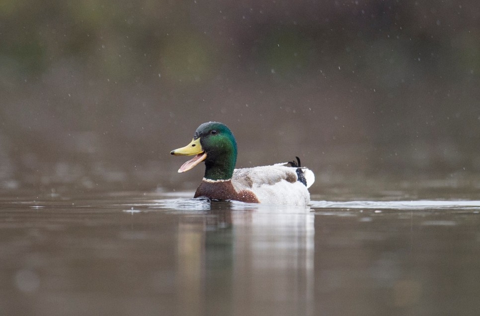 The Prince of Wales’ Half Term Nature Challenge: WWT’S Waterside Wednesday Challenge 