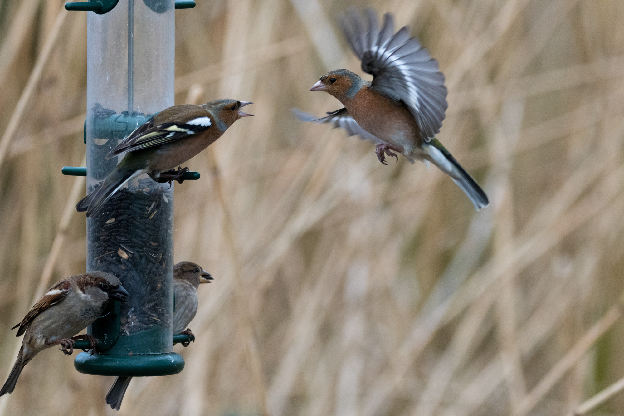 Handy Livestream Bird ID Guide