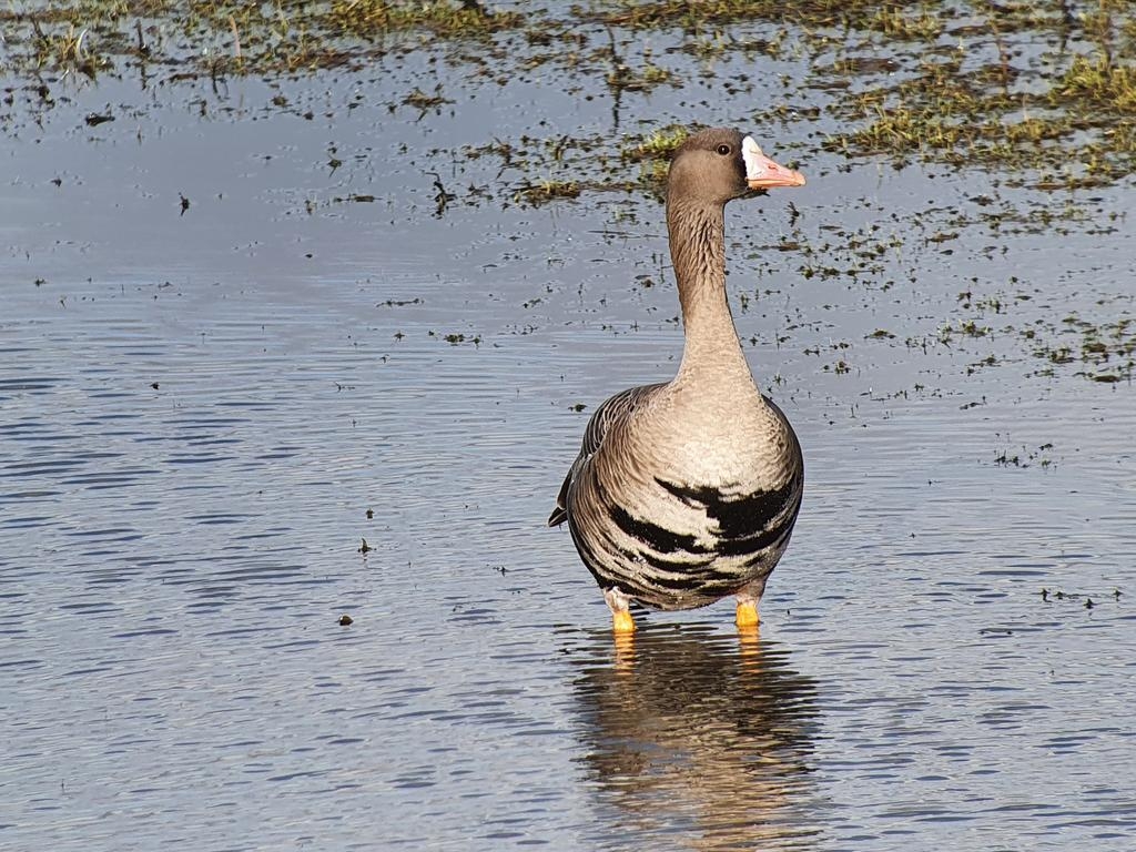 Wildlife sightings for 4th February 2024