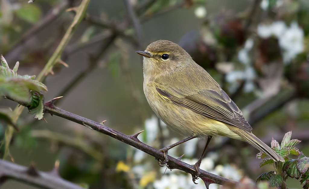 Wildlife Sightings for 28th October 2022