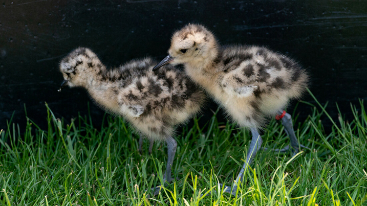 curlew_chicks_717x403.jpg