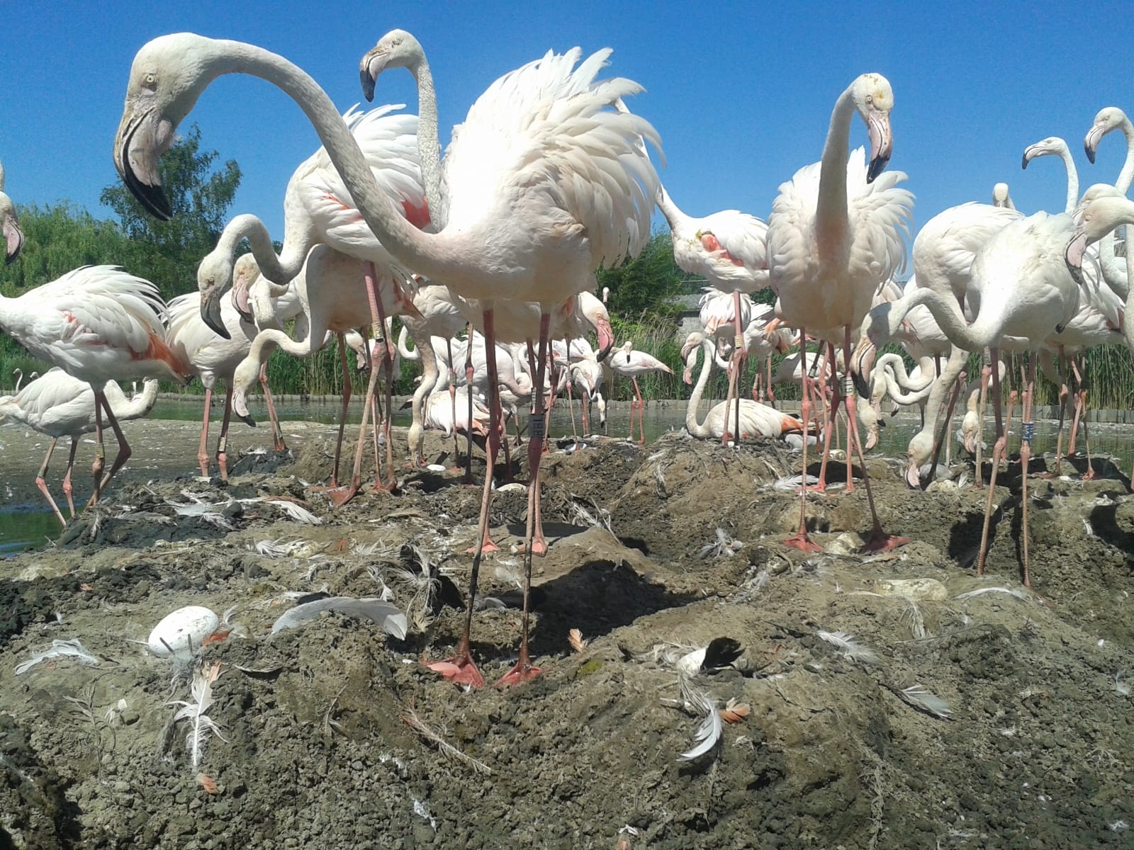 Flamingos are flamtastic mothers 