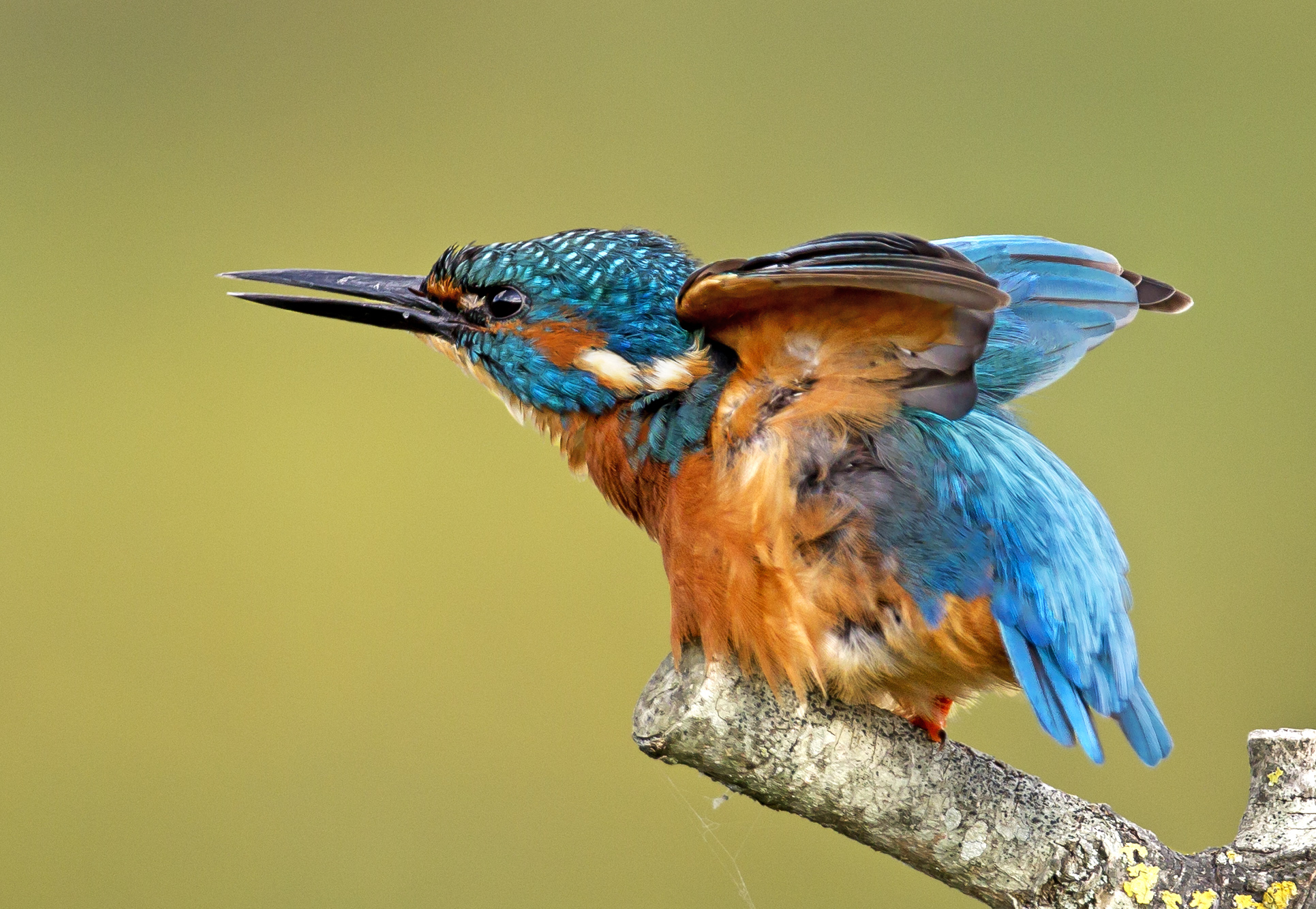 Kingerfisher pair persisting at nesting bank