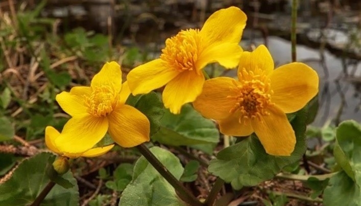 Marsh Marigold 2.jpg