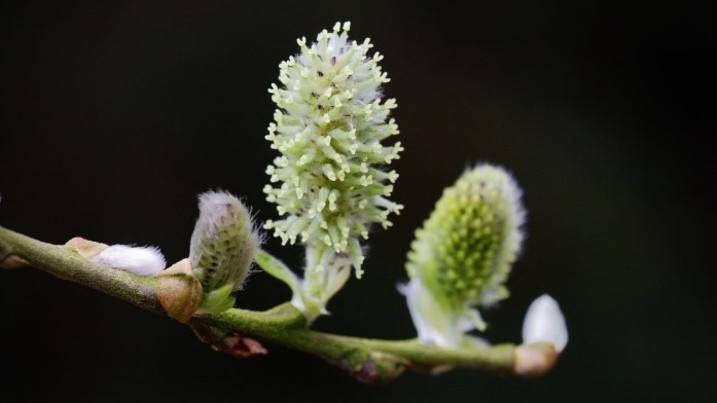 willow catkins 2.jpg