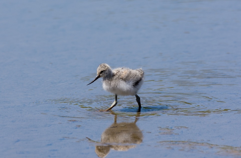 What to expect to see during Spring at Slimbridge