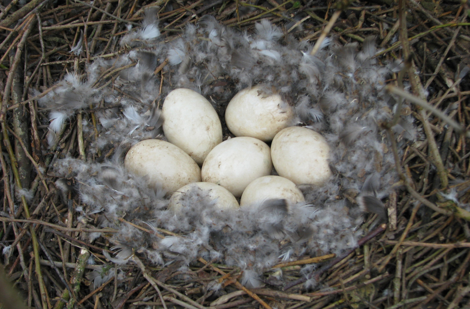 Nene Nest.jpg