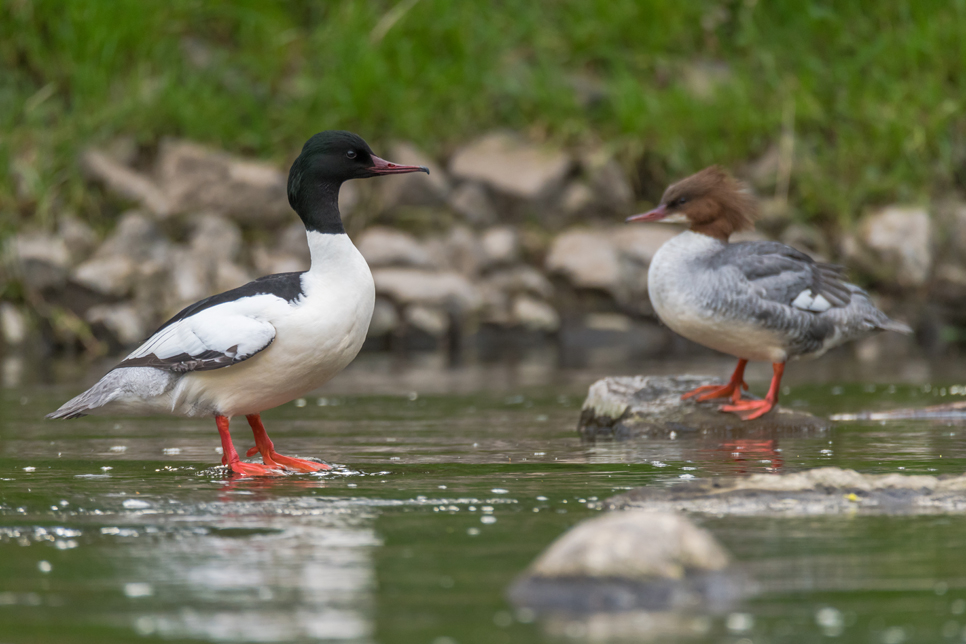 Wildlife Sightings for 21st February 2024