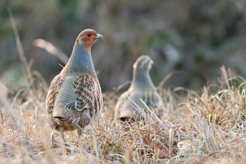 Seasonal species highlights - autumn hints and tips