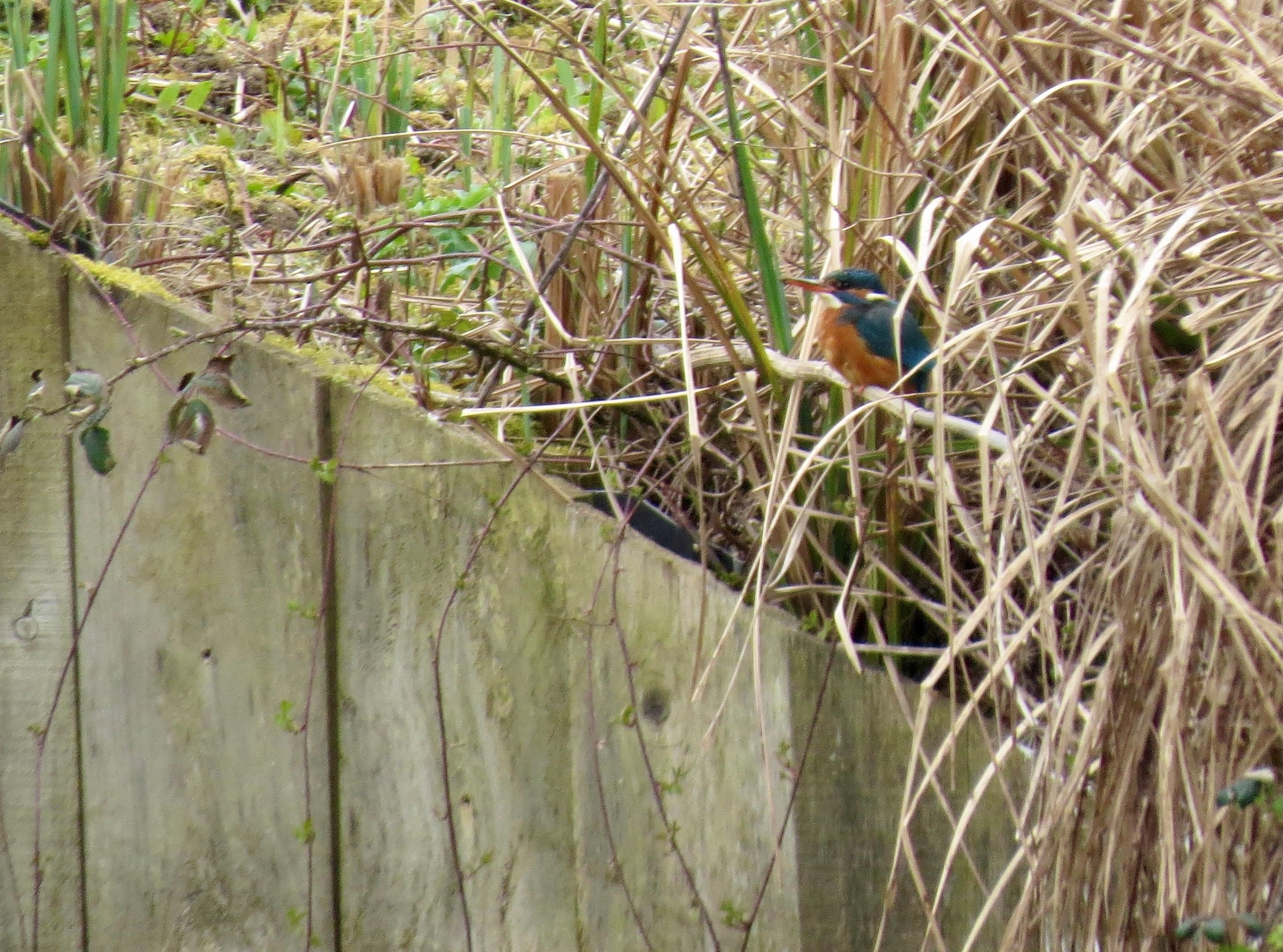 Kingfishers return to nest at Arun Riverlife lagoon