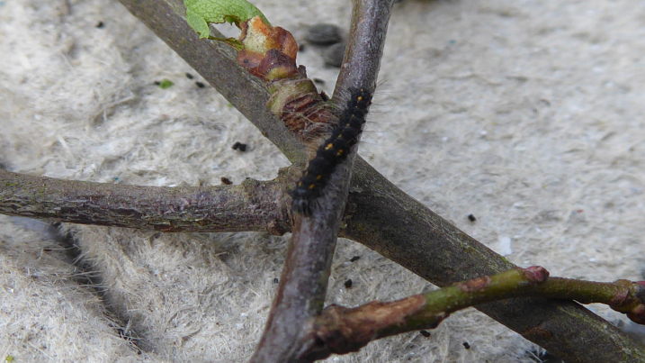 December Moth Caterpillar 2.jpg