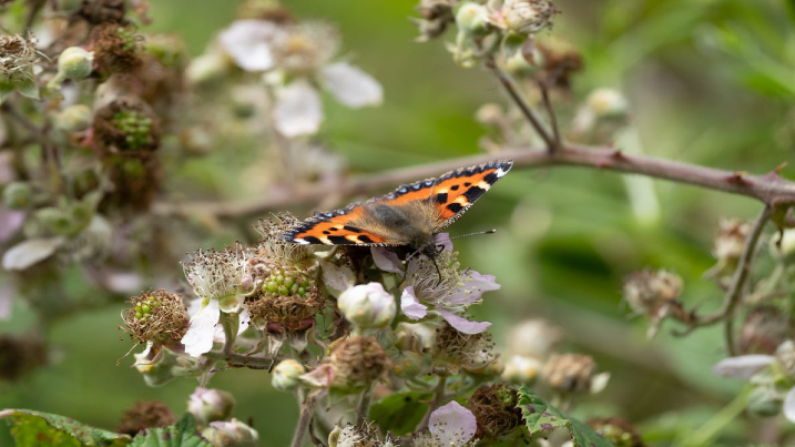 Tortoiseshell Butterfly Lesley (2).jpg