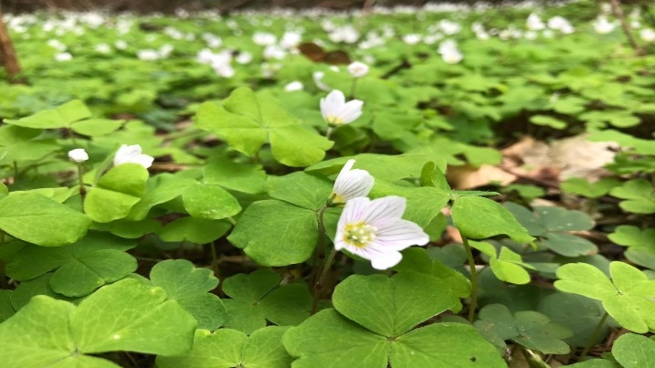 Wood Sorrel Final.jpg