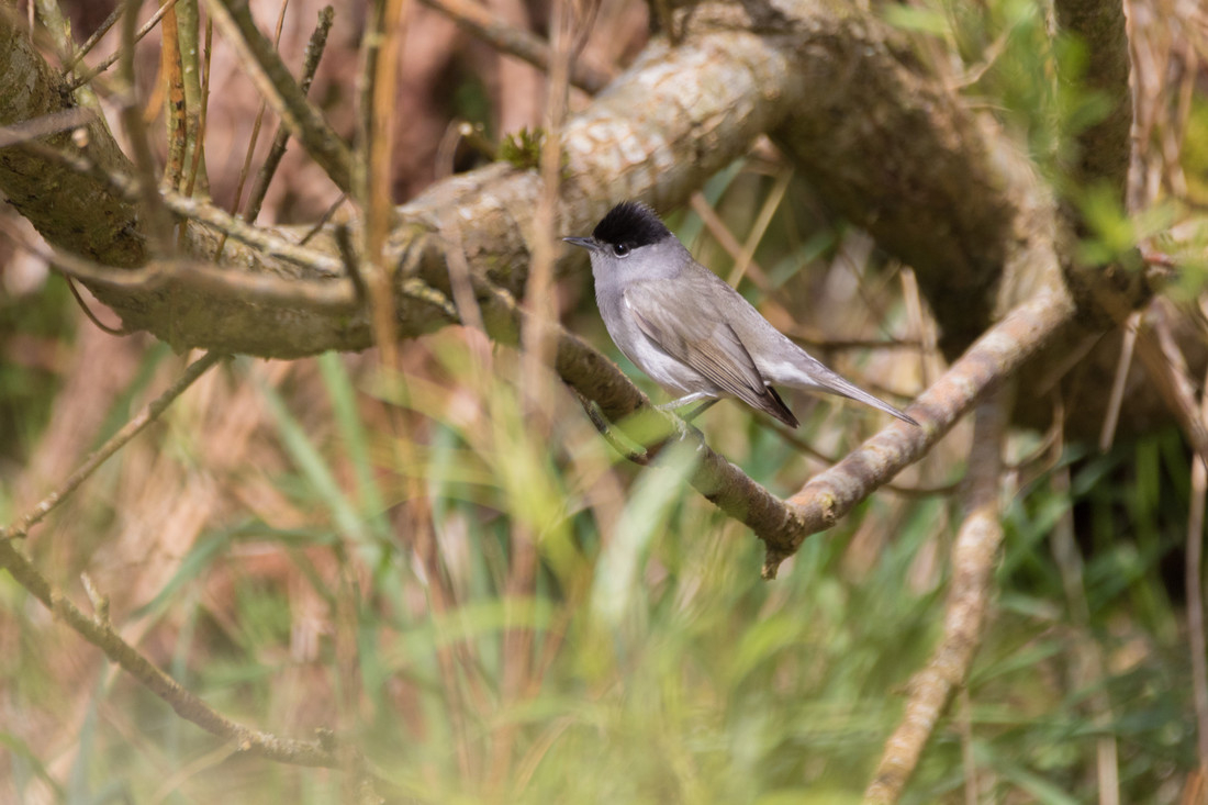 Wildlife sightings for 16th April 2021