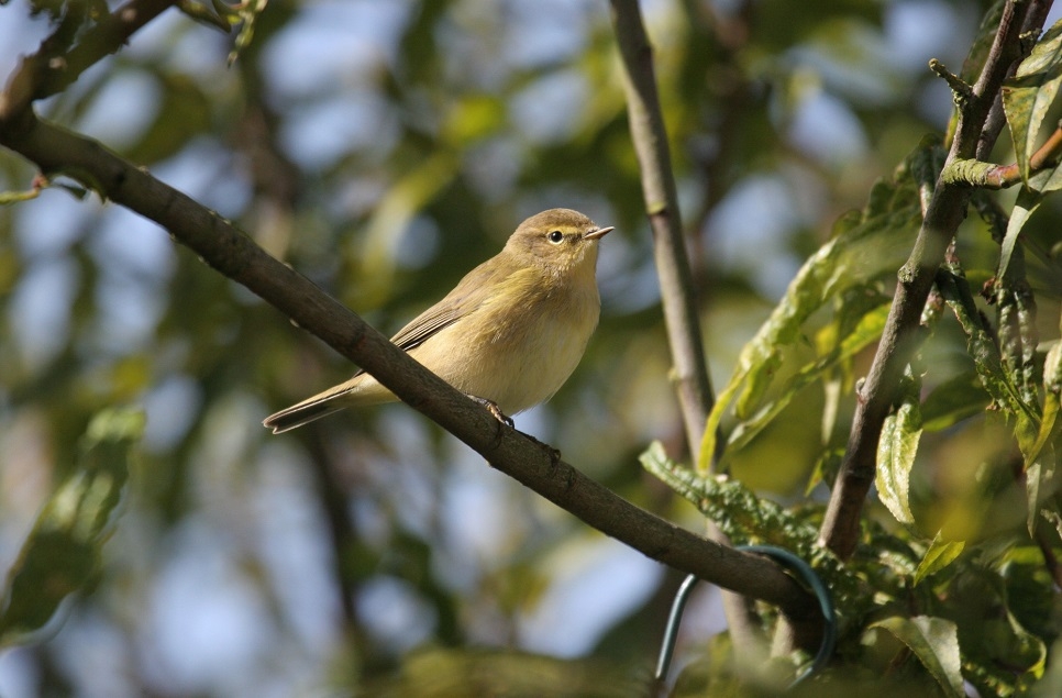 Wildlife at Slimbridge