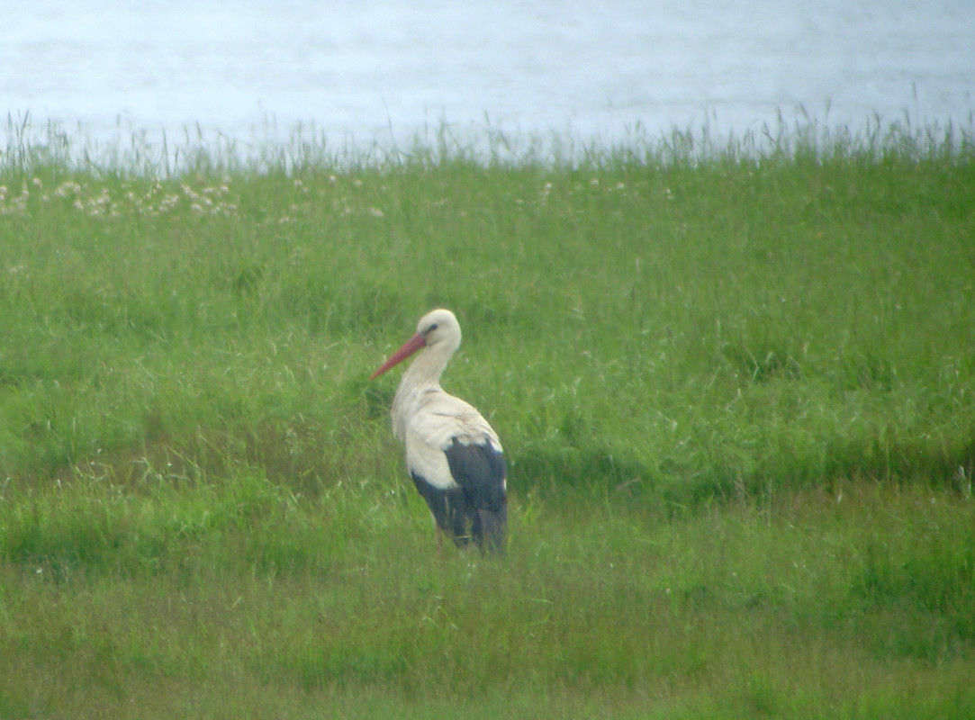 Wildlife sightings for 13th April 2021