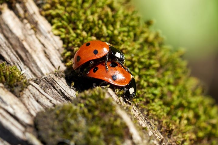 Spring Ladybirds thats better Kim Tarsey-scr.jpg