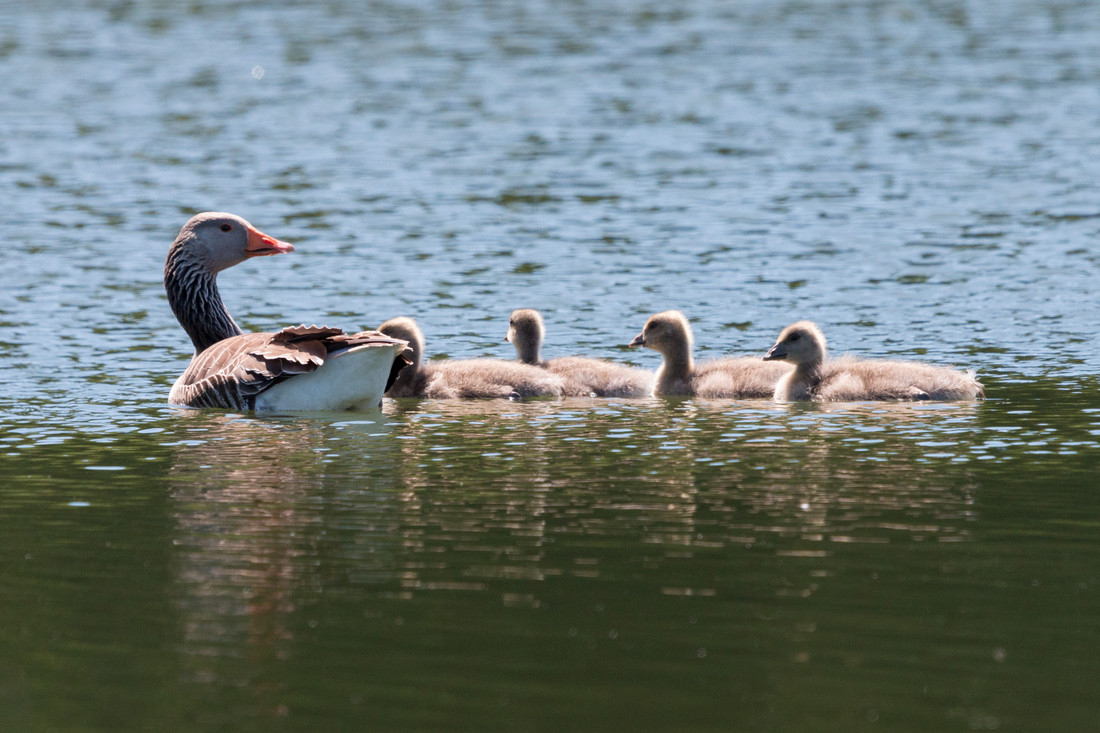  WWT Castle Espie Wetland Centre ready to welcome visitors back on 23 April