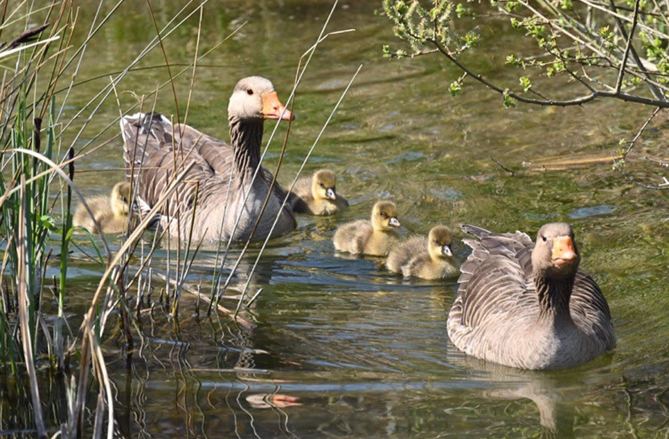 Wildlife spotting this April at Arundel