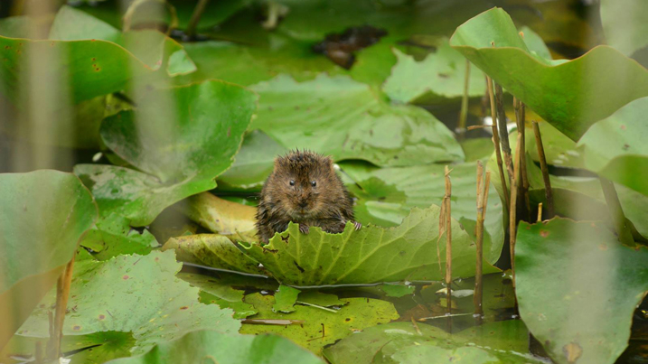 Watervole on lilys PS.jpg