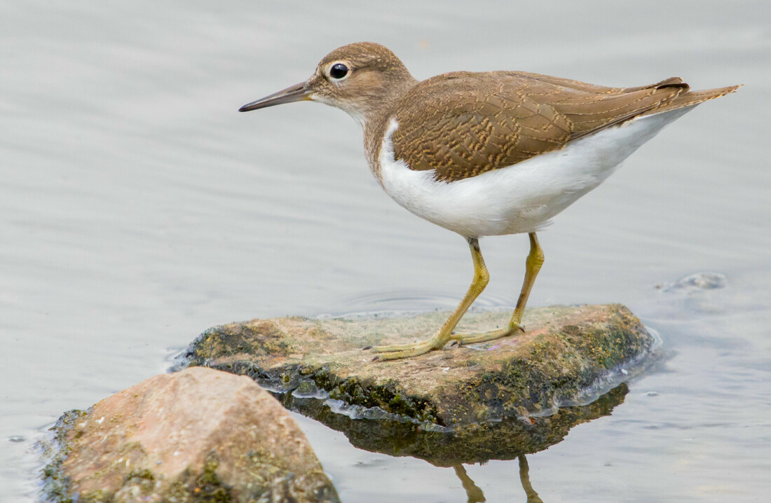 Wildlife sightings for 1st August 2022