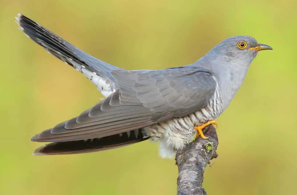 WWT urges people to listen to a quirky alternative this International Dawn Chorus Day