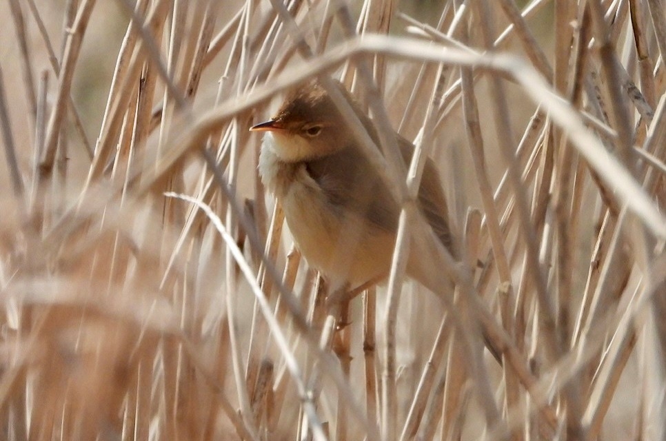 Warblers singing & kingfishers still on nest