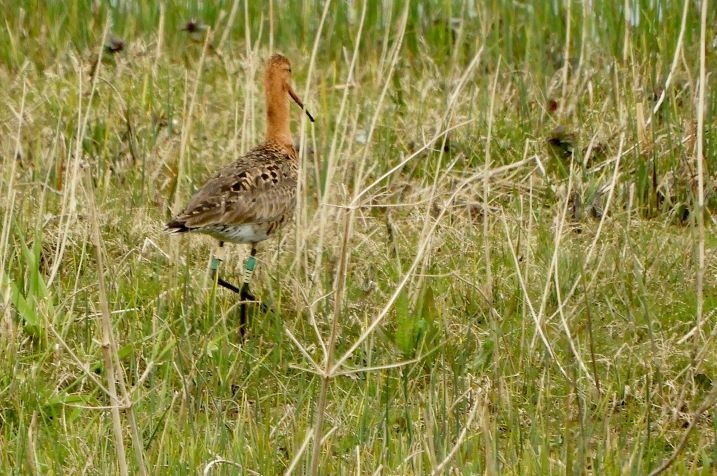 Godwit - Lil WG-GLE-scr.jpg