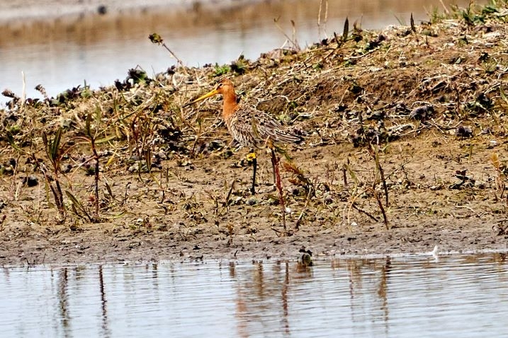 Godwit - Tom YN-WLE-scr.jpg