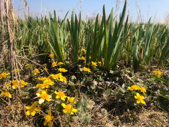 Marsh marigold-scr.jpg