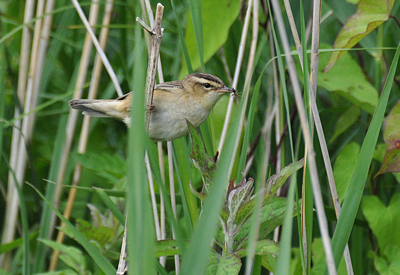 Wildlife sightings for 7th May 2021