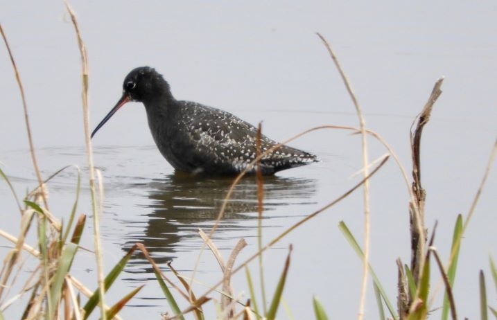 Spotted redshank Clive Baker2-scr.jpg