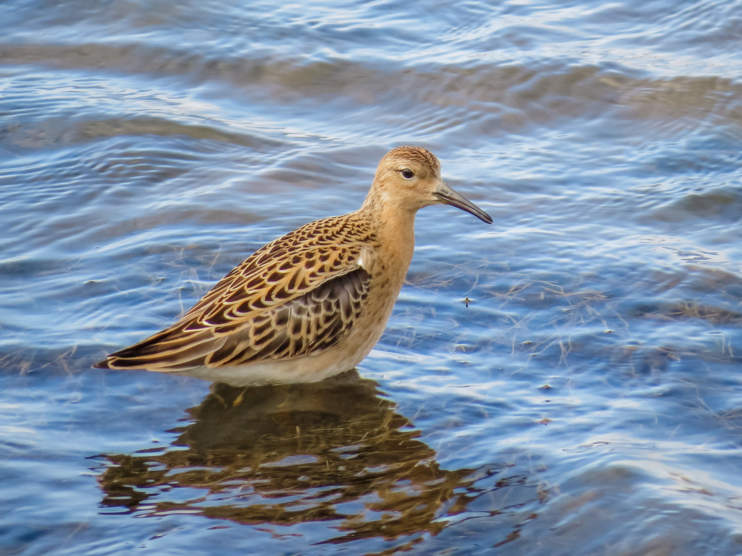 Wildlife sightings for 4th May 2021