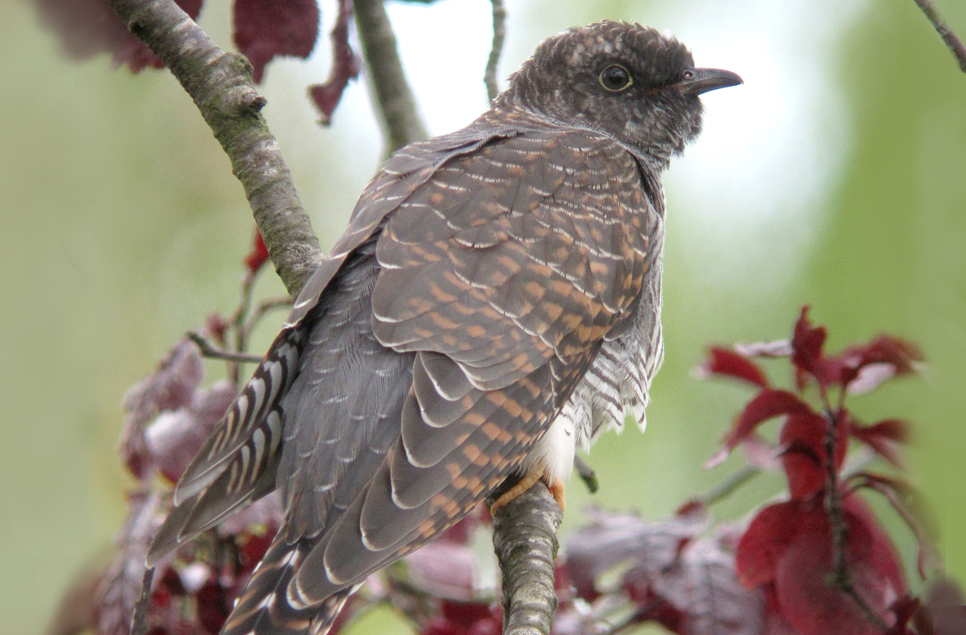 Cuckoo calling in the reedbed