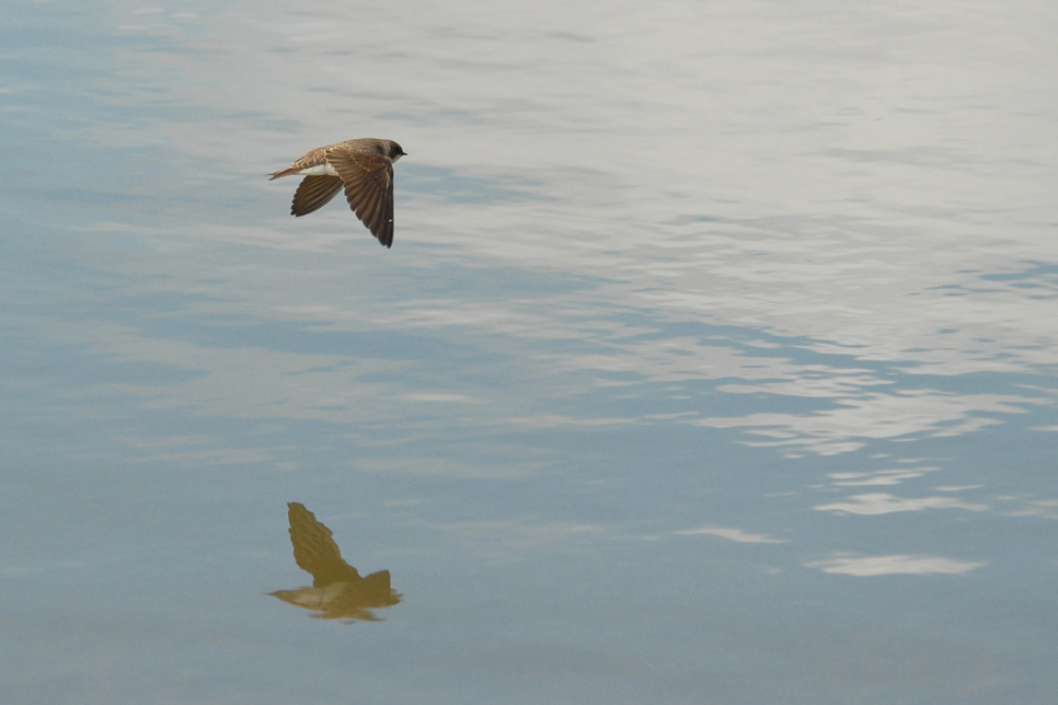 Sand martin - stock 966x644.jpg