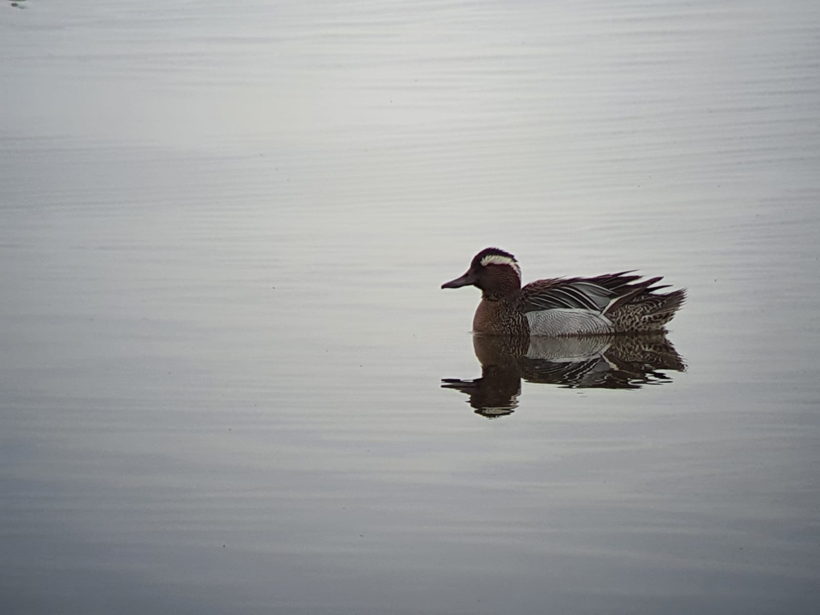 Wildlife Sightings for 26th August 2023