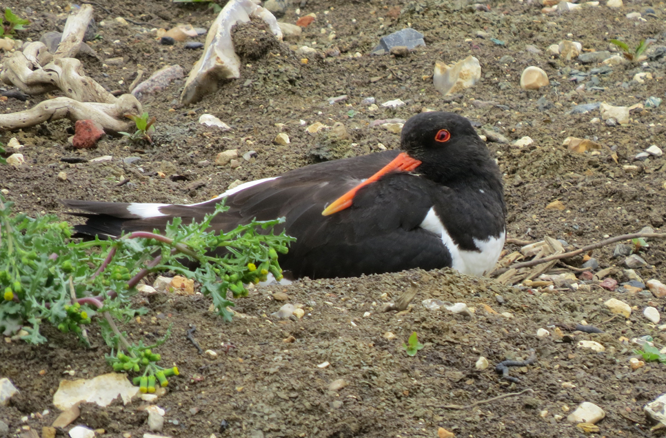 Oystercatcher nests near new Coastal Creek aviary