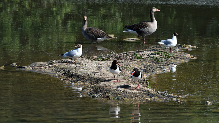 oystercatchers on island.JPG