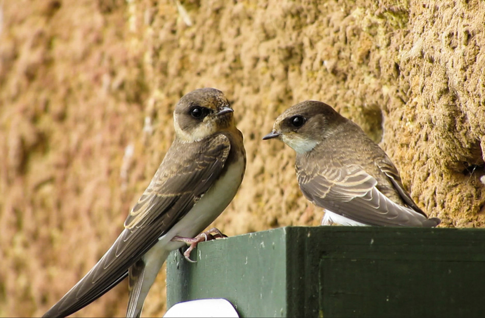 Sand martins favour nest holes near the wildlife camera