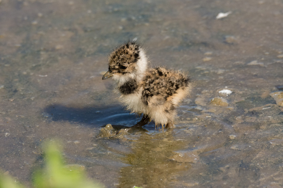 Wildlife sightings for 2nd July 2021