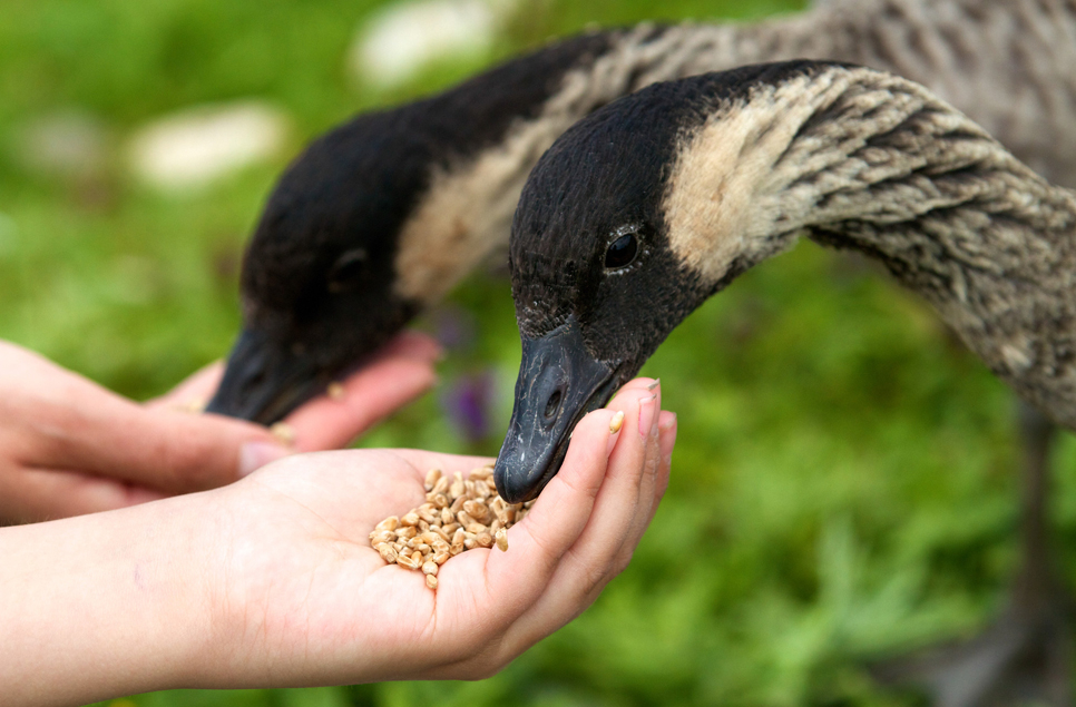 Pond dipping & hand feeding open this half term