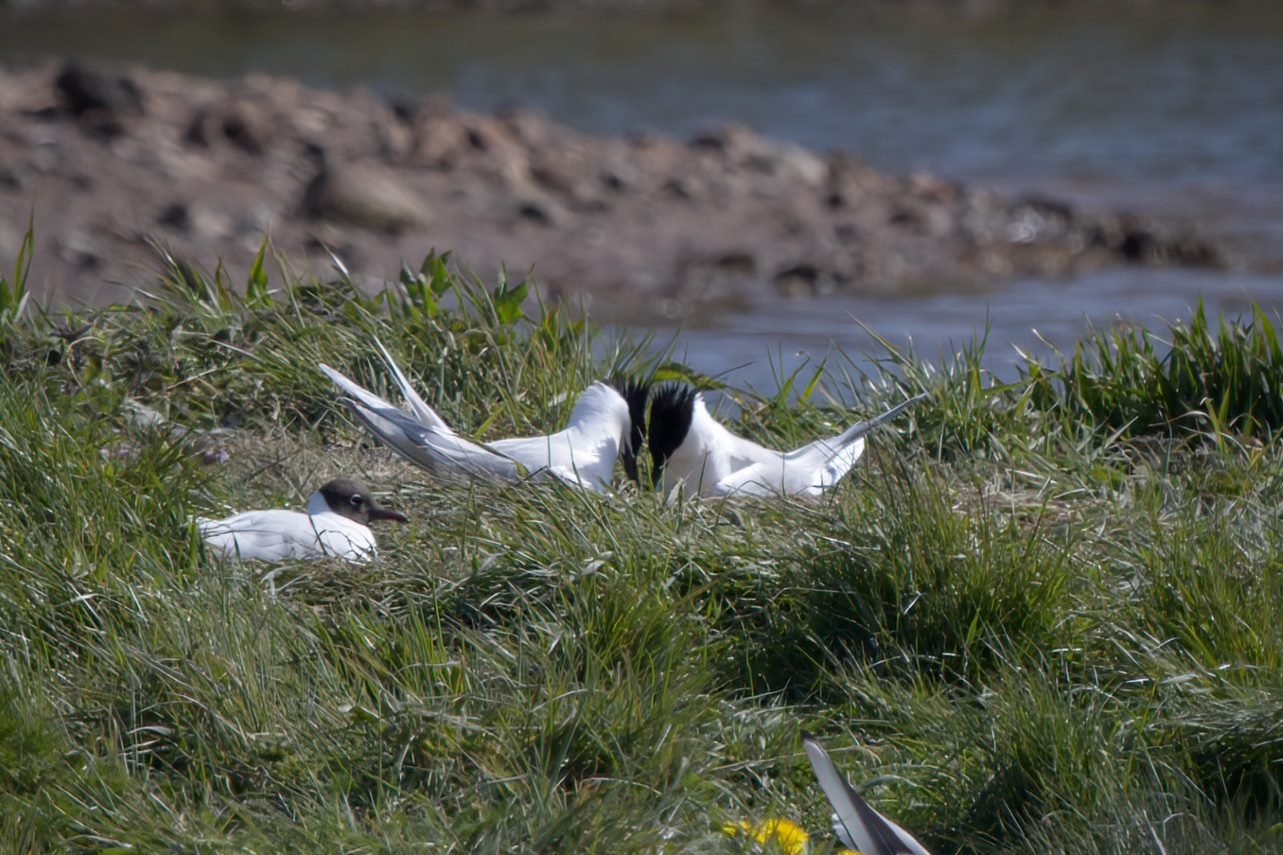 Recent Sightings 17th May 2021