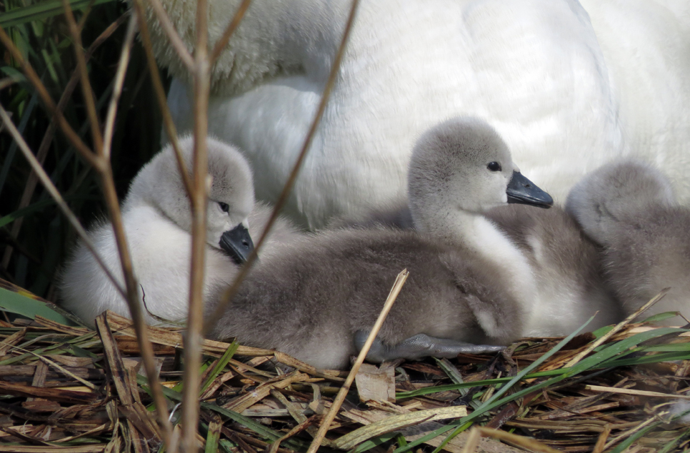 Bounty of cygnets