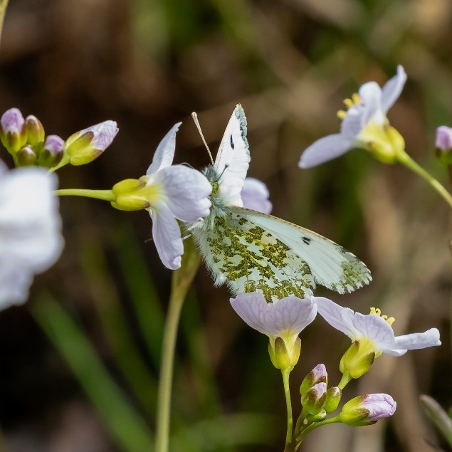 orange tip credit Alex Hillier (72).jpg