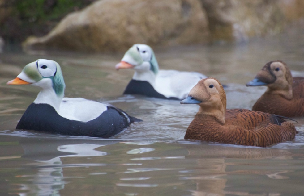 Coastal Creek Aviary is open to visitors